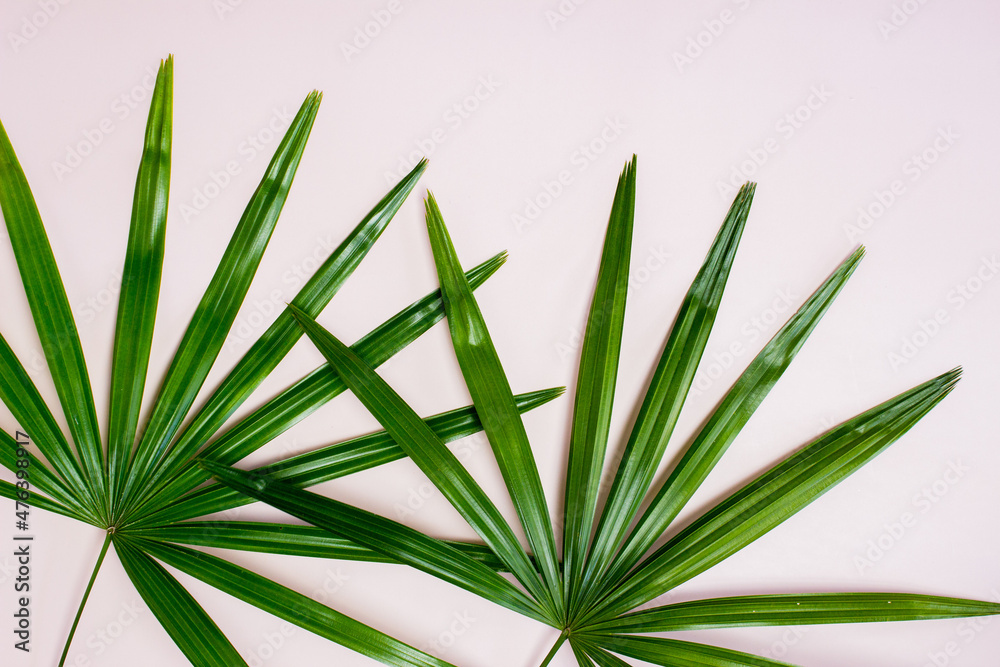 Green leaves over the pink background with copy space.