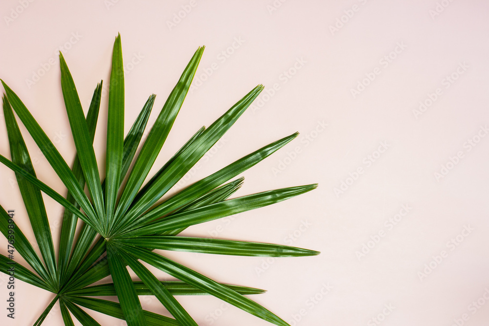 Fototapeta premium Green leaves over the pink background with copy space. 