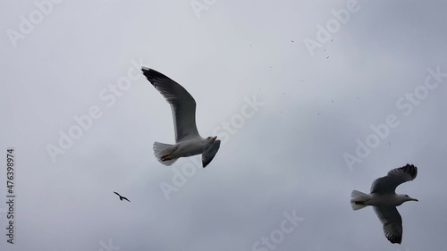 Seagulls by the sea