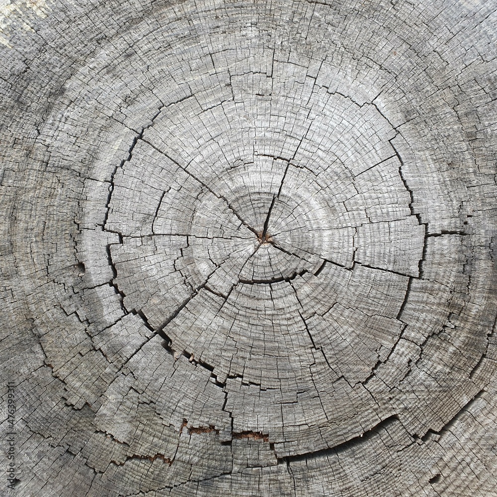 Fototapeta premium Сut down a tree with cracks close-up