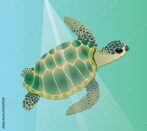 A vector illustration of a sea turtle swimming underwater. The reptile is green with a blue color and he has spots in a dark blue green shade on his head and legs. Added light streaks from above that 