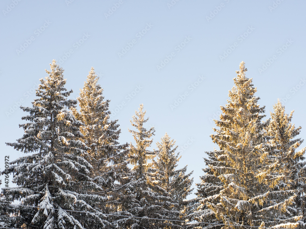 Winter forest on a frosty day, trees covered with snow Winter forest on a frosty day, trees covered with snow