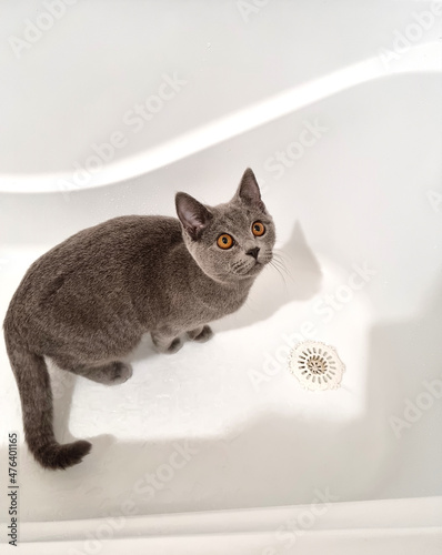 gray blue british cat in the bathroom, wash the cat