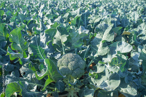 Cultivation of broccoli. Winter variety photo