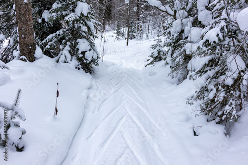 A ski track in a snow-covered coniferous forest.