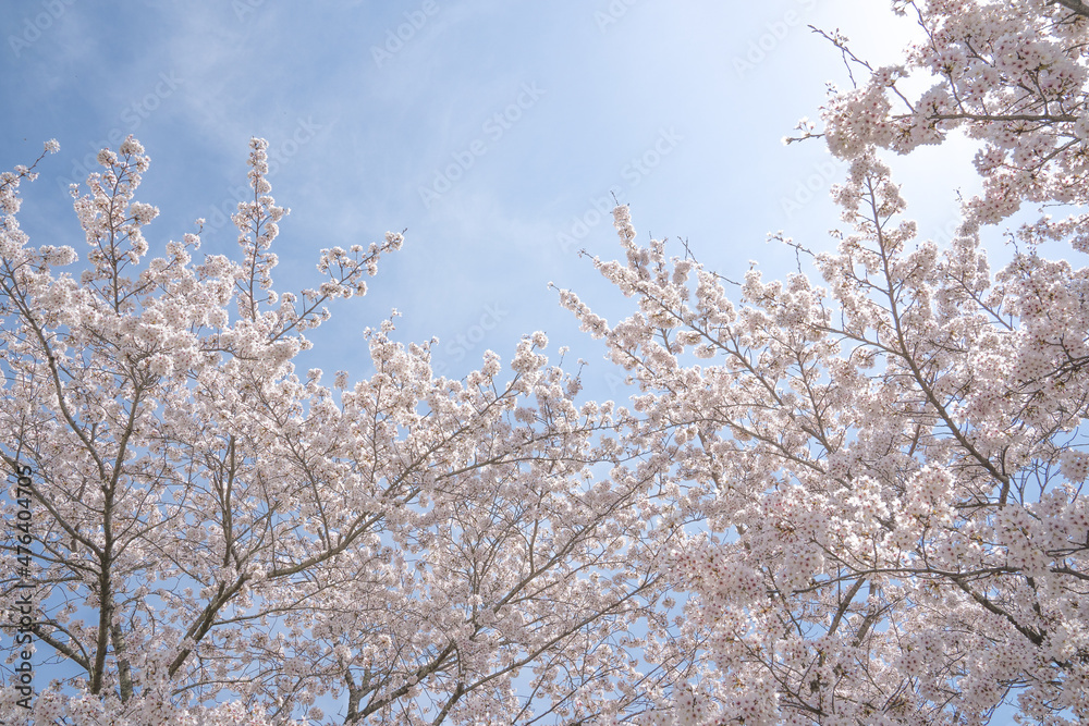 Pink cherry blossoms in full bloom in spring