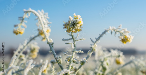 Rapeseed plants with hoarfrost