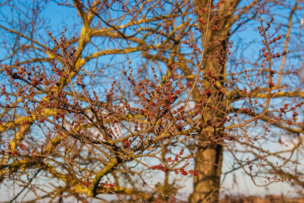 Winter is ending and spring is coming and bare tree red buds are beginning to open up as natural background Winter is ending and spring is coming and bare tree red buds are beginning to open up as natural background