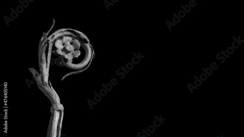 Christian religious equipment. Crosier or Pastoral Staff (Black and White with copy space)
