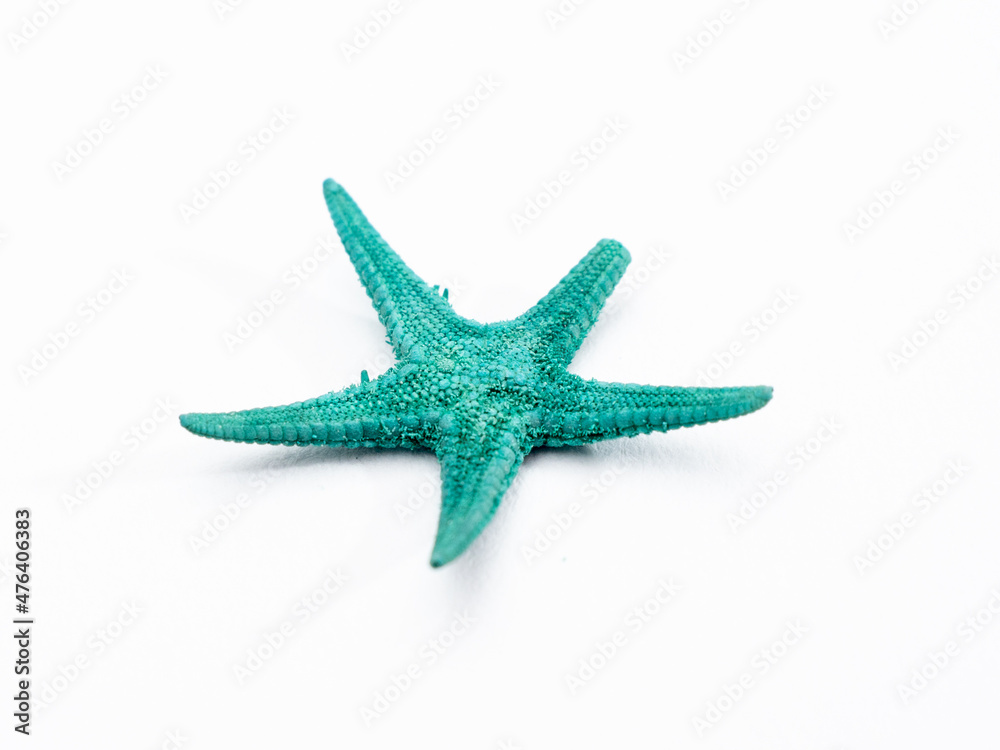 starfish on a white background. Starfish isolated on white background. starfish on a white background. Starfish isolated on white background.