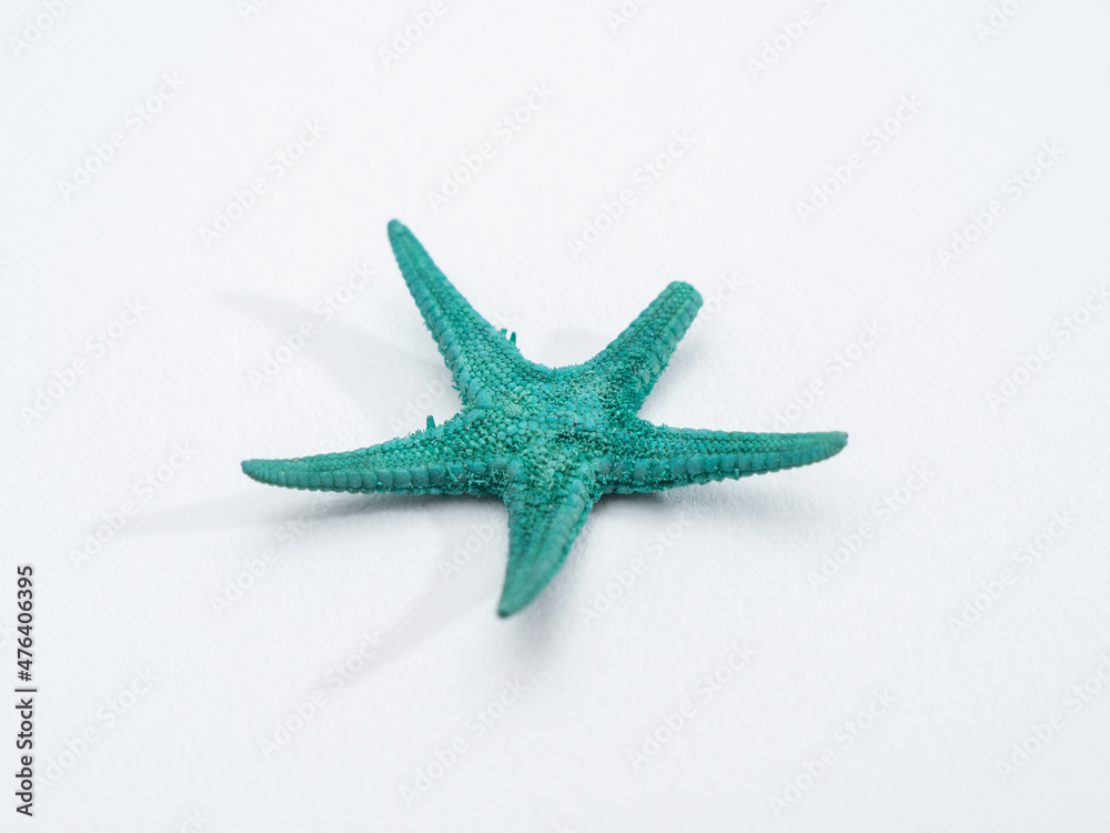 starfish on a white background. Starfish isolated on white background. starfish on a white background. Starfish isolated on white background.