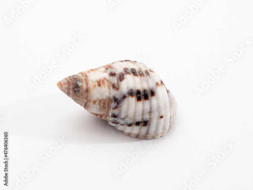 seashell sea on a white background. Seashell isolated on white background.