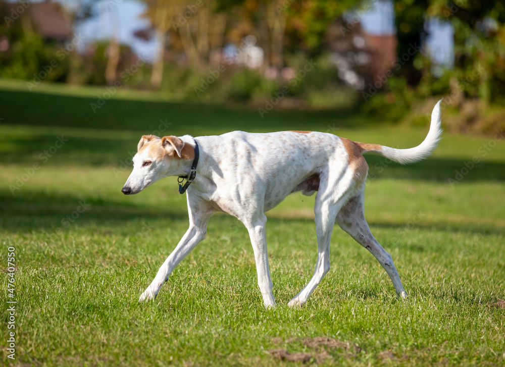 Pet Greyhound out for a walk