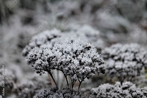 frosted flower of sedum spectabile photo