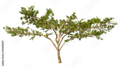 3D Rendering Acacia Tree on White