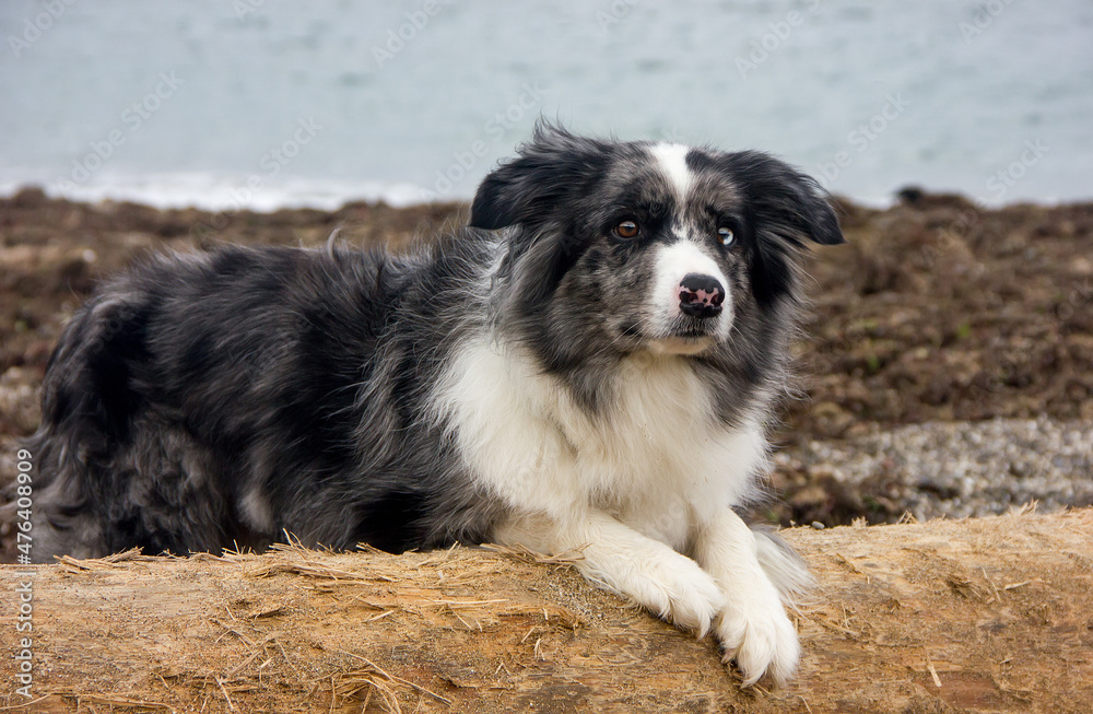 Border Collie dog on a log against the background of the sea.