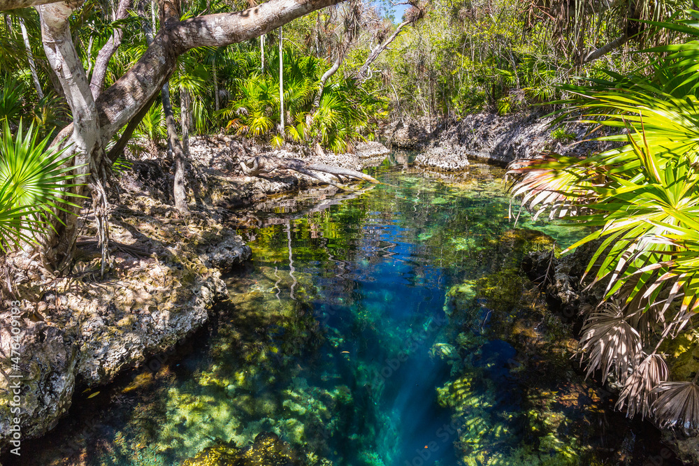Forest with a cenote at Giron on Cuba Forest with a cenote at Giron on Cuba