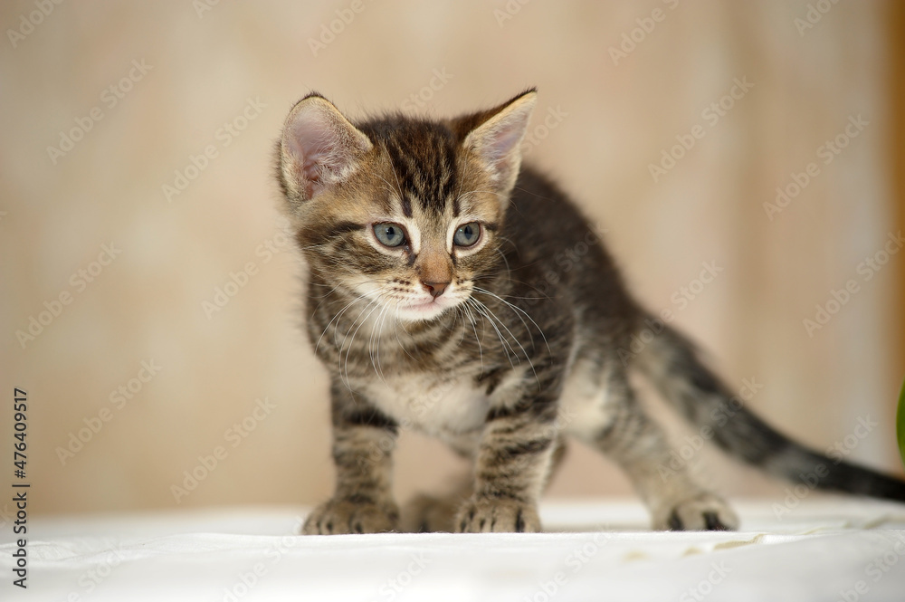 cute curious brown tabby kitten