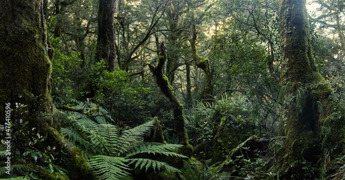 Fototapeta Naklejka Na Ścianę i Meble -  Beautiful New Zealand Forest in Fiordland, South Island. Nature