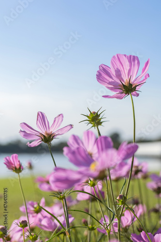 Pink cosmos flowers in the garden