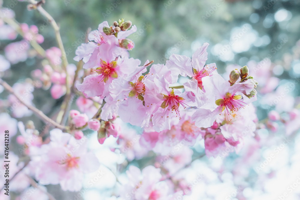 Fresh fresh pink inflorescences on a branch of an almond tree in early spring on a blurred background. Delicate pink spring petals Fresh fresh pink inflorescences on a branch of an almond tree in early spring on a blurred background. Delicate pink spring petals