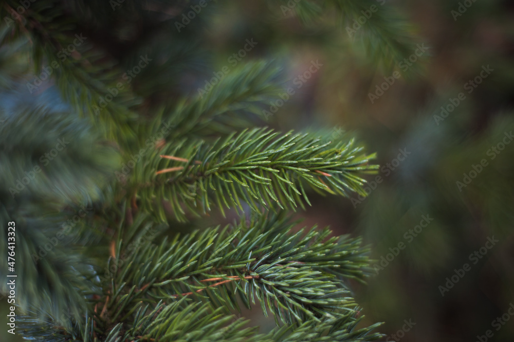 Fir tree brunch close up. Shallow focus. Fluffy fir tree brunch close up.