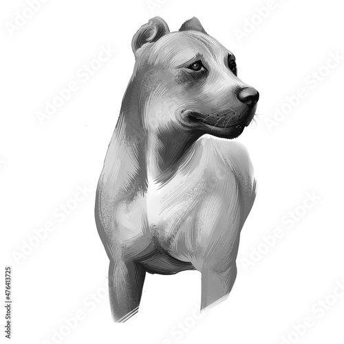 Alano Espanol breed digital art illustration isolated on white black and white. Cute domestic purebred animal. Spanish Bulldog in English, large breed of dog of molosser dog type. Coat short and thick photo