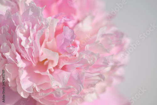pink peony flower close up © masterportre