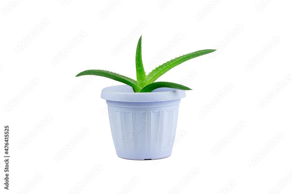 flower in a pot isolated from the background, aloe in a pot on a white background flower in a pot isolated from the background, aloe in a pot on a white background