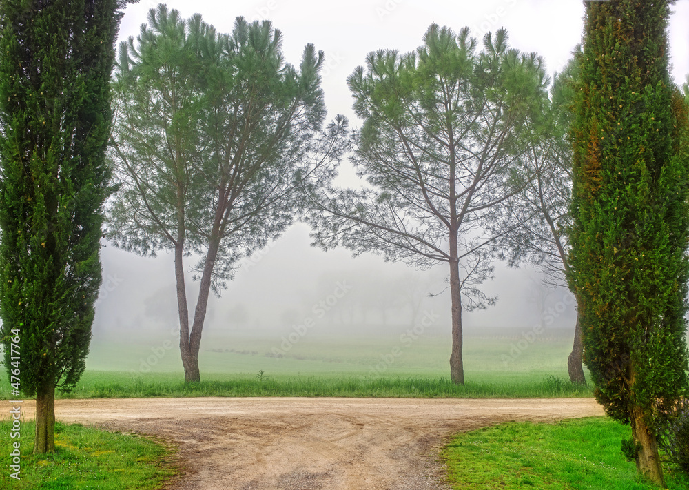 Obraz premium Scenic tuscany landscape with trees and country road on morning foggy background