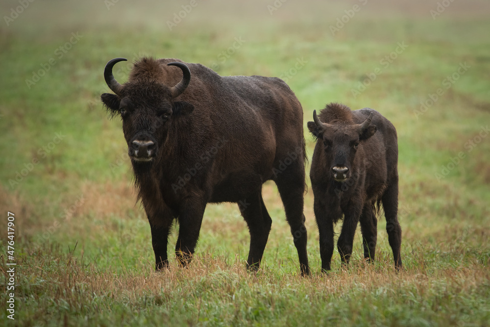 Foggy cloudy morning. One young  female bison with cub with stands on a green field. Natural green background. Close-up. Bialowieza Forest. Belarus.