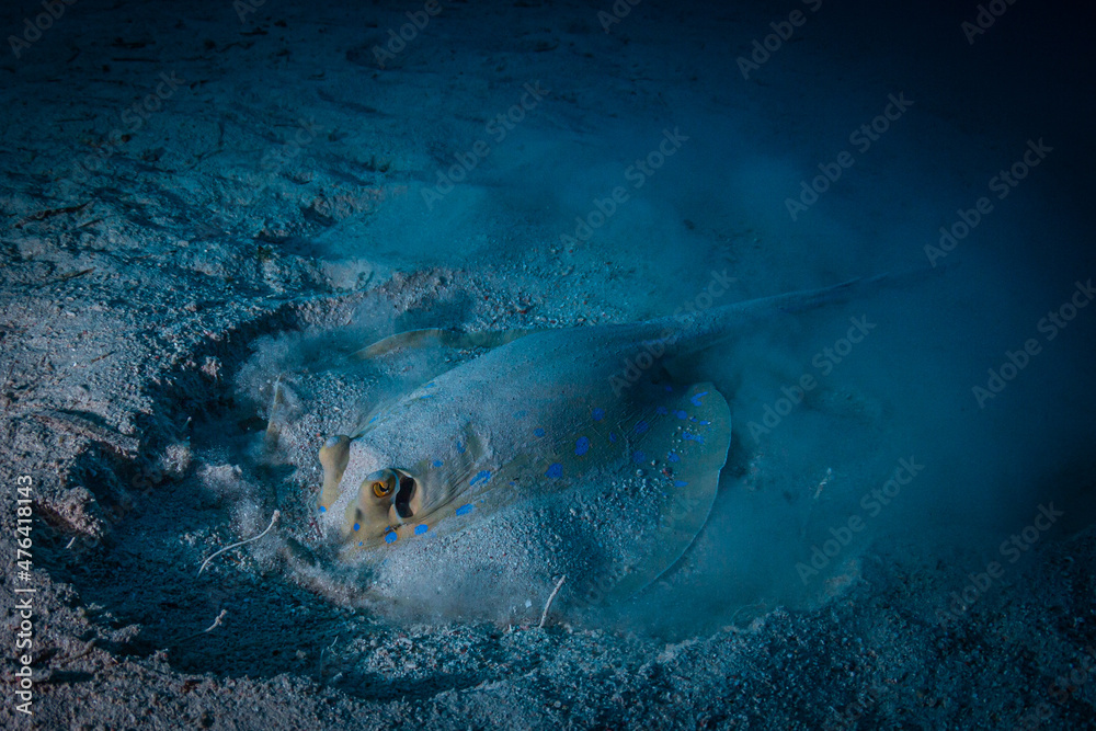 Fototapeta premium Blauunktrochen auf Nahrungssuche im Roten Meer
