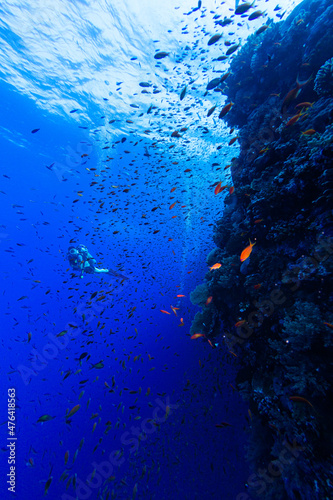 Taucherin im Blau neben Steilwand voller Fische