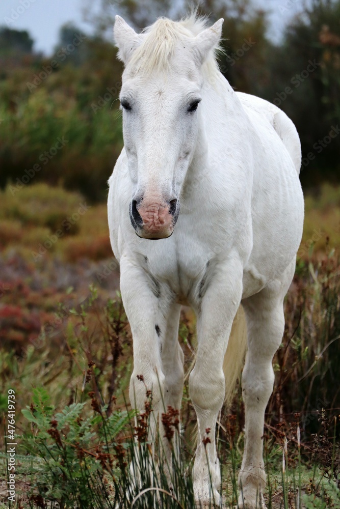 white horse eating grass