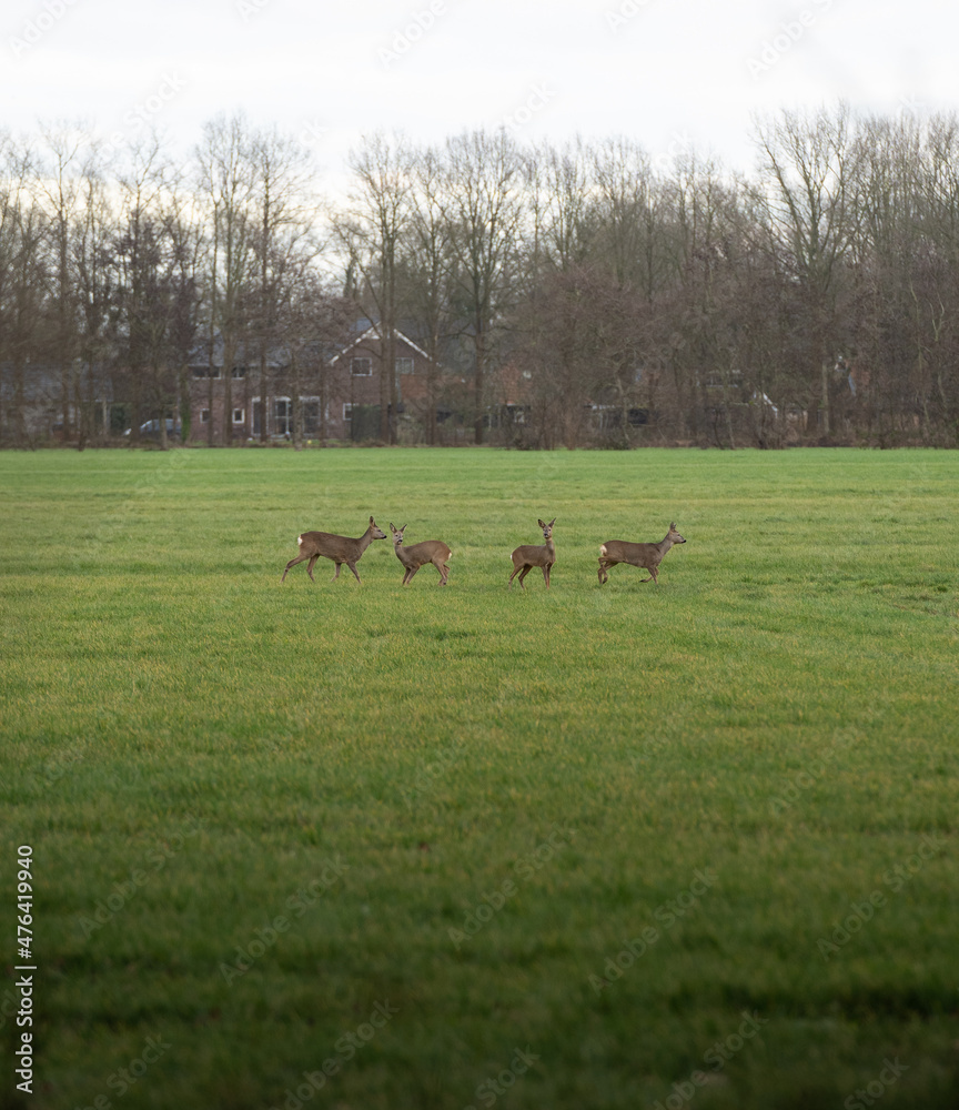 deers in a grass field deers in a grass field