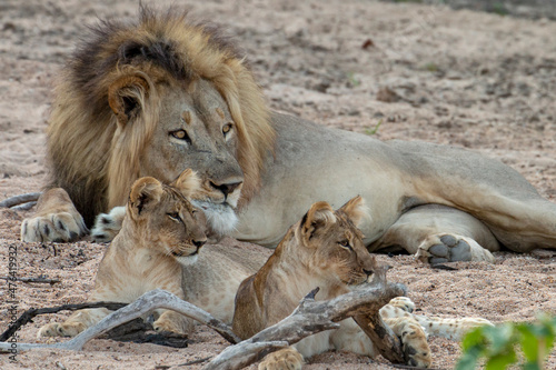 Lion and cubs chilling