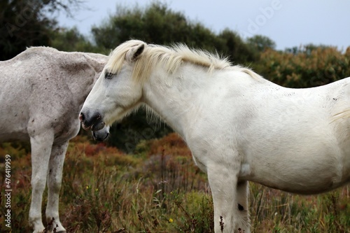 white horse in the field