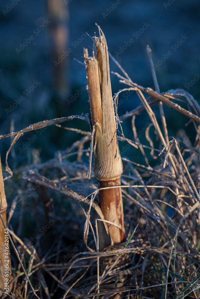 Stalk of corn. Cornfield in winter. Winter at the Uffelter es Uffelte Drente Netherlands. Stalk of corn. Cornfield in winter. Winter at the Uffelter es Uffelte Drente Netherlands.