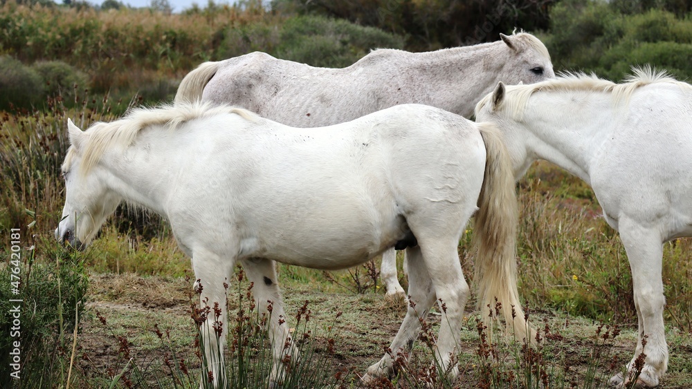 Obraz premium two horses