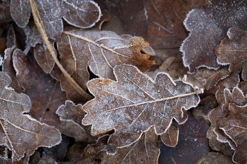 Frozen leaves. Ripe. Winter at the Uffelter es Uffelte Drente Netherlands.