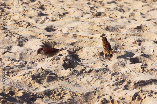 Two birds in between the sand. One has half its side facing the camera and the other is turned the opposite direction.