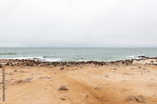 Cape fur seal colony at Cape Cross, Skeleton Coast, Namibia