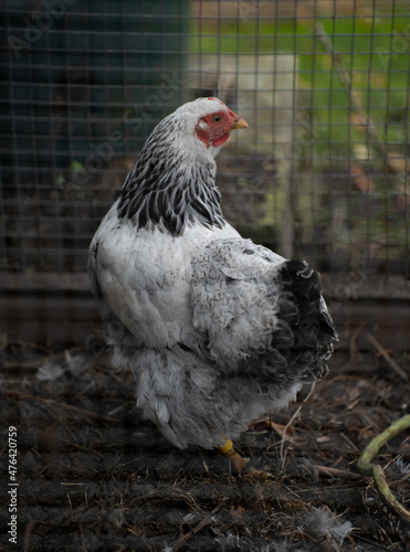 chicken from the side