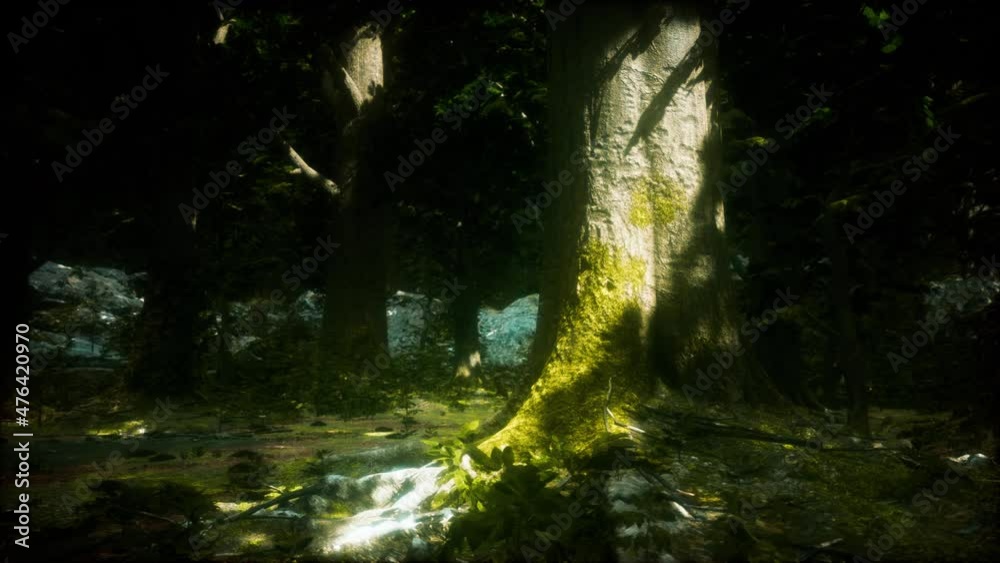 forest landscape with old massive trees and mossy stones forest landscape with old massive trees and mossy stones