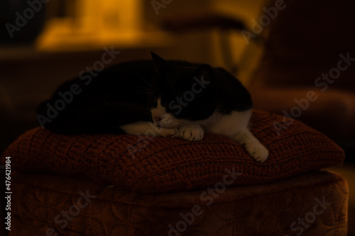 Cat laying on a pillow with low lighting.