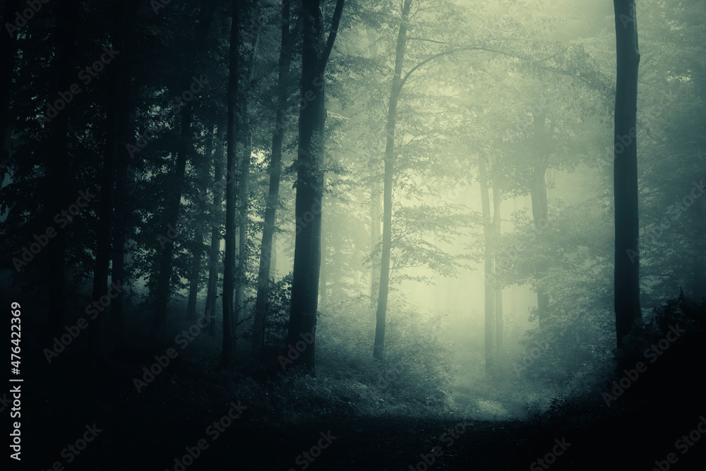 foggy fantasy forest path