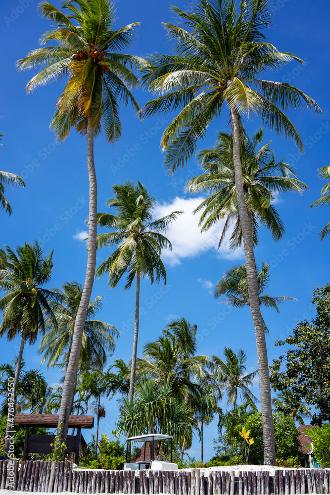 Beautiful scene of tall coconut and palm trees upright to the blue sky at the beautiful tropical beach of Thailand.