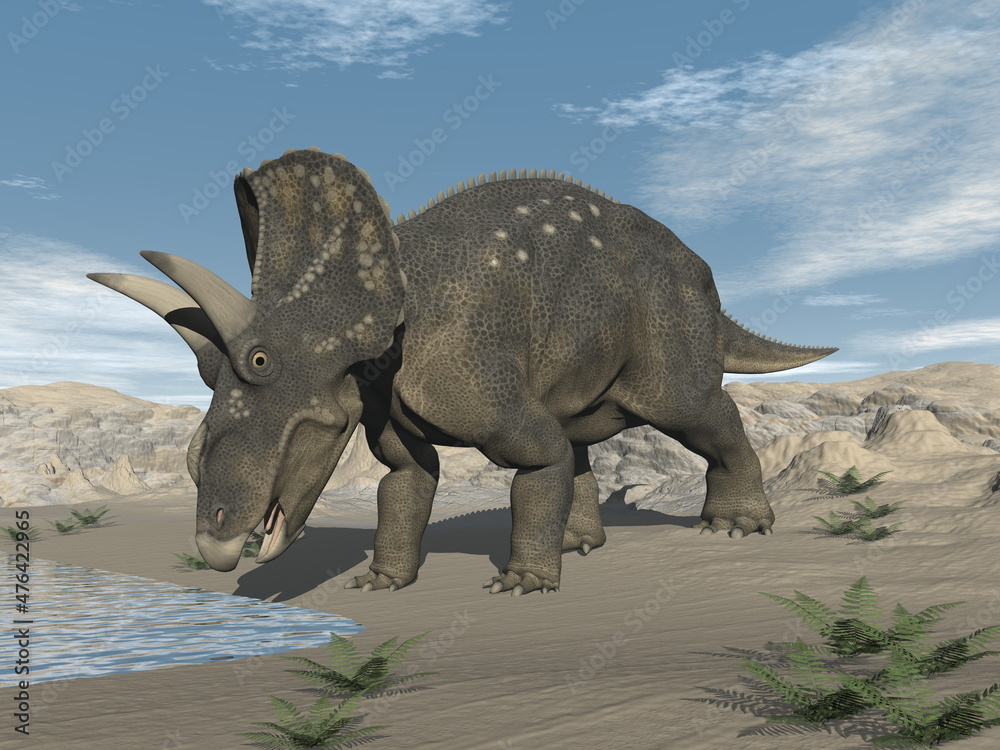 Fototapeta premium Diceratops nedoceratops dinosaur in the desert - 3D render