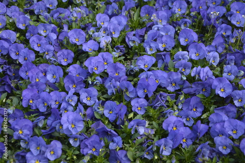 mixed colors of pansies in garden
