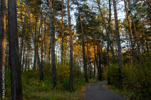 Fototapeta Naklejka Na Ścianę i Meble -  sunny evening in the forest